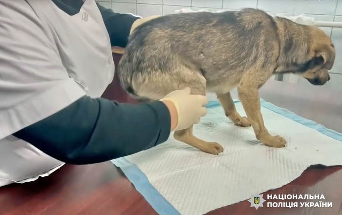 Подросток на Одесчине сбросил с высокого склона собаку и снимал это на видео — полиция разыскала его