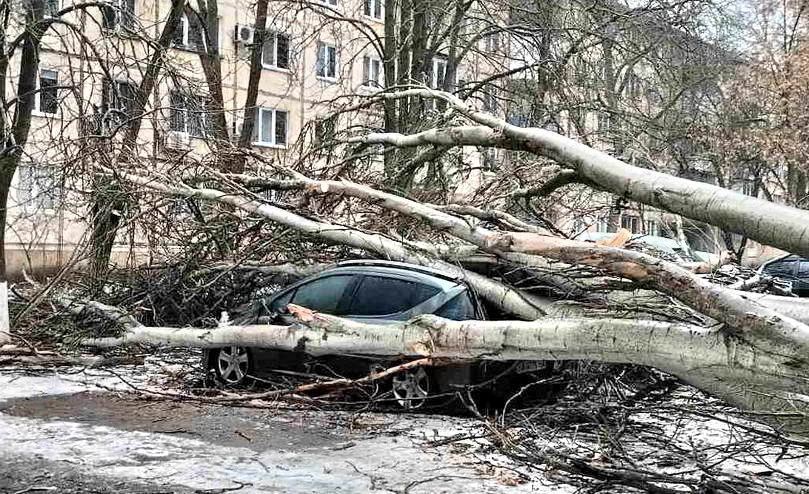 В Одессе из-за непогоды повалено 39 деревьев — повреждены автомобили