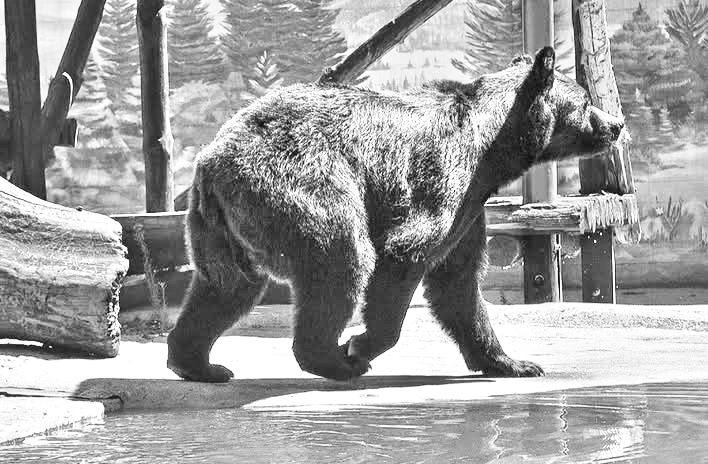 В Одесском зоопарке умер медведь — не проснулся после зимней спячки