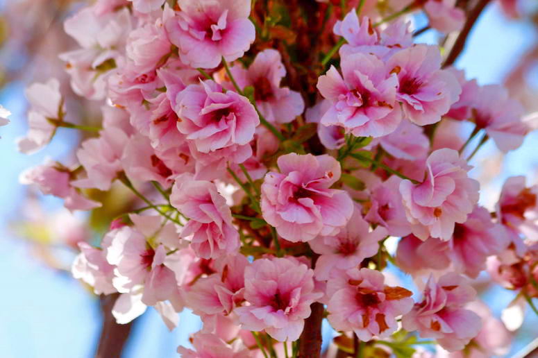 Одесский ботсад приглашает на экскурсию «Весна в песнях птиц и цветах сакуры»